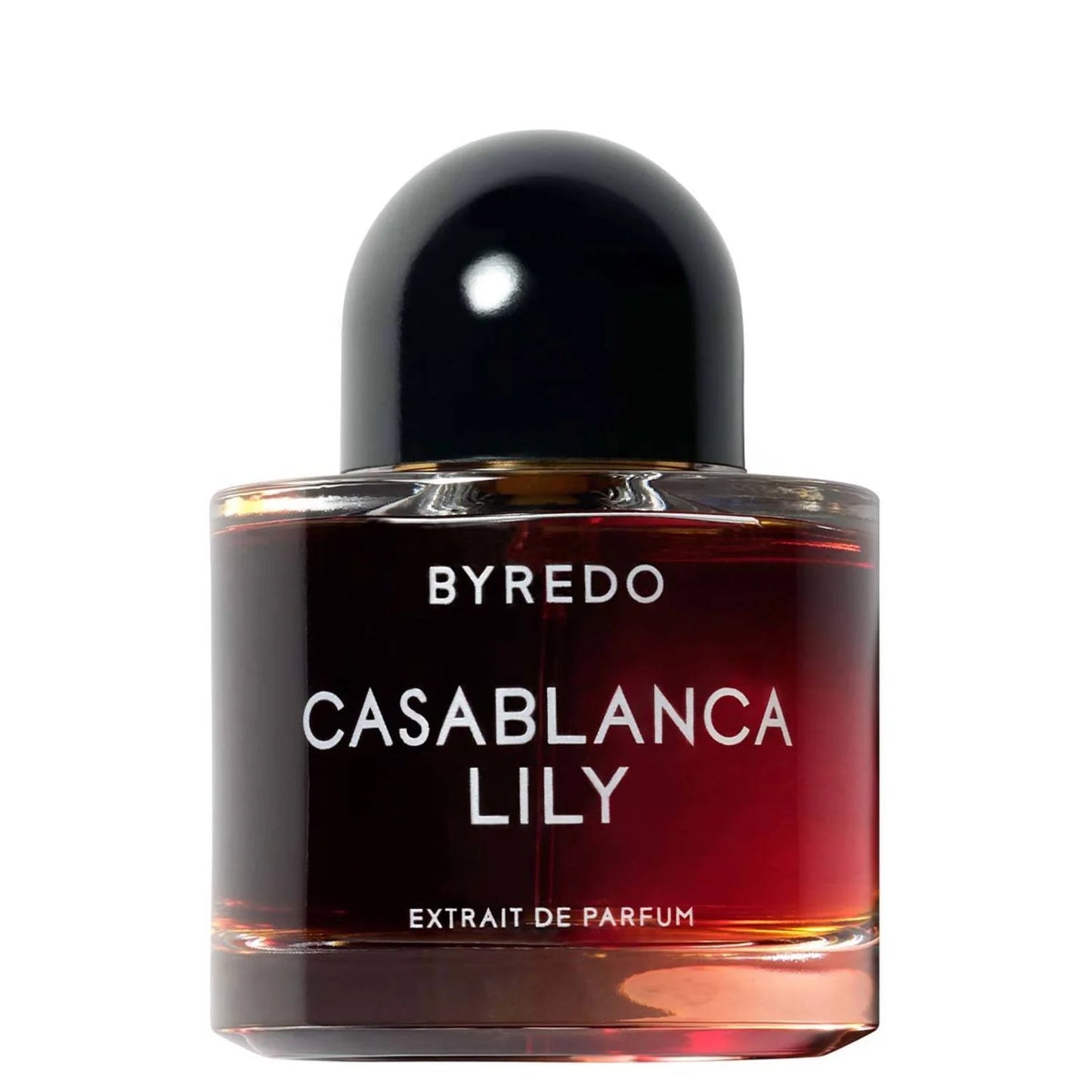 Casablanca Lily
